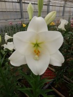 [5152 White Sae DJ No01.JPG]